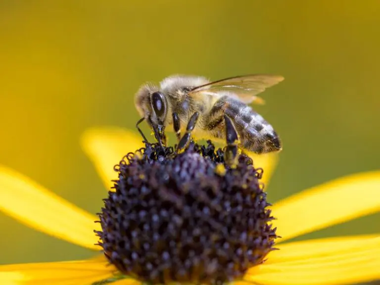 The Birds and the Bees and the Flowers and the Trees: Solar’s Unsung Heroes