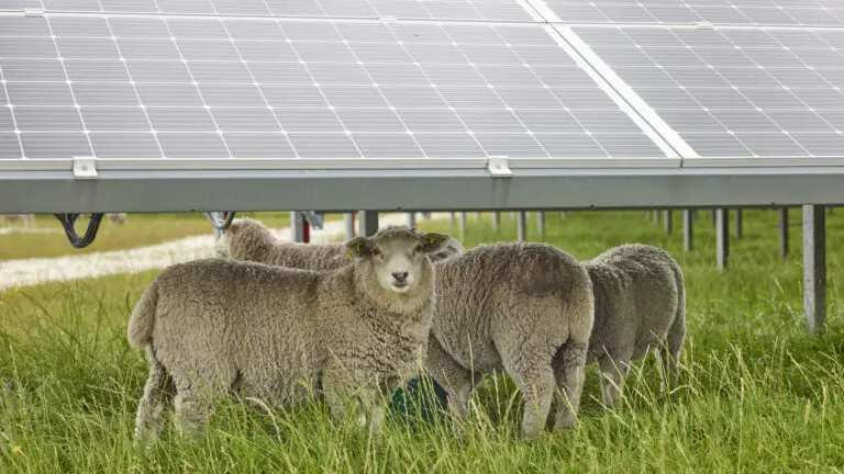 Chaberton Energy RFP Seeks Farming Partners for two Maryland Agrivoltaics Projects